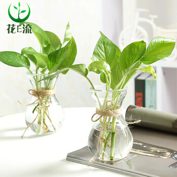 花e流创意简约小花瓶水培植物绿萝观音竹玻璃花瓶透明花盆水生植物绿萝办公桌面盆栽经典款花瓶2个 绿萝 图片价格品牌报价 京东 花e流创意简约小花瓶水培植物绿萝观音竹玻璃花瓶透明花盆水生植物绿萝办公桌面盆栽经典款花瓶2个 绿萝 图片价格品牌报价 京东