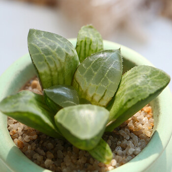 球艺 多肉植物 玉露系列 琉璃康平寿_ 5折现价29元