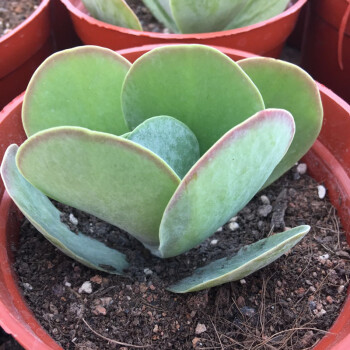 花寓意景天科多肉植物多肉盆栽多款进口稀有多肉办公桌上萌嘟嘟植物买就送盆送土唐印 图片价格品牌报价 京东