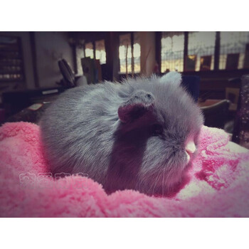 【萌宠】宠物兔子活体紫灰色垂耳兔盖脸猫猫兔纯种长不大迷你侏儒兔