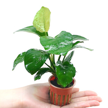 奇溢自然 小巴榕 鱼缸造景活体真水草黄金小水榕水族箱装饰植物造景 2