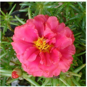 重瓣太阳花苗盆栽 室内盆栽阳台 四季开花带根发货 太阳花红色5棵包邮