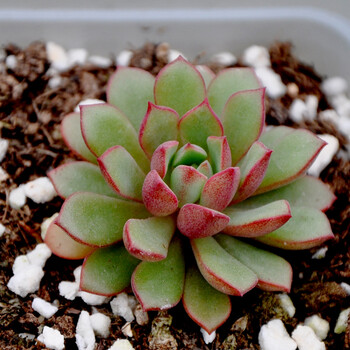 特价多肉植物盆栽 密叶莲 办公室桌面防辐射净化空气小型绿植_现价34