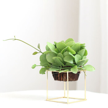 无土植物小苹果室内盆栽办公室植物防辐射花卉绿植园艺 绿色 小苹果