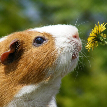 朗缤荷兰猪活体宠物豚鼠天竺鼠小宠物荷兰猪活物 黄白两色荷兰猪 1只+新手套装