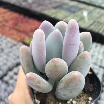 nmyu长叶桃美人 多肉植物(夏季不粉) 浅紫色 裸根不带土
