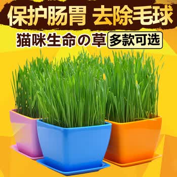 盆栽猫薄荷 种子帮助猫咪化毛球/去毛球 天然猫零食猫咪零食 红色花盆