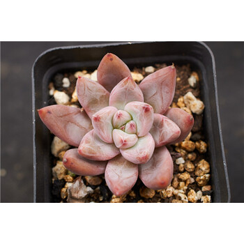 多肉植物 圣徒 多肉 物拍 根系少