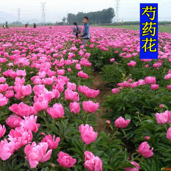 花萌萌夏季耐寒花种子芍药花室外四季种易活花卉公园花园多年生室内