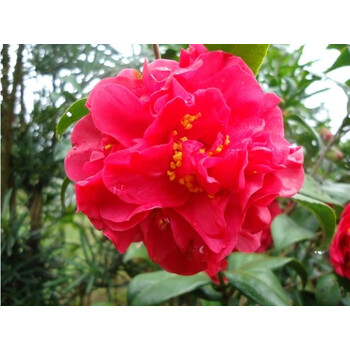 盆栽 庭院植物 四季常青 茶花 山茶花 紫金冠茶花树苗 3年生茶花苗 不