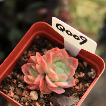 冰激凌/冰淇淋多肉植物 多肉 q009 裸根不带土
