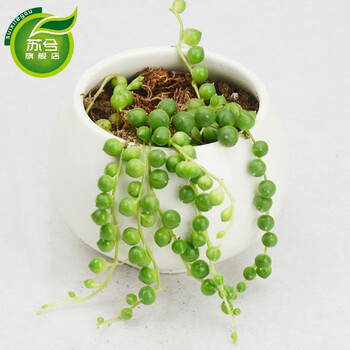 苏兮 精选24款多肉植物 肉办公室桌面迷你小盆景 多款创意组合绿植 裸根不含盆 佛珠吊兰 单颗