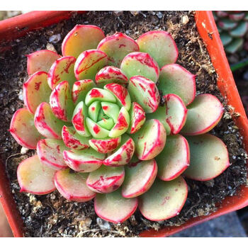 上芯 多肉植物魔焰多肉 echeveria magic fire 有根 随机sn370