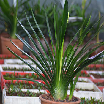 室内鲜花绿植名贵花卉办公室盆栽 君子兰苗吸甲醛 钢板玻璃碎黑豹油匠