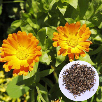 金盏菊种子花卉种子阳台盆栽庭院绿化种子 一斤