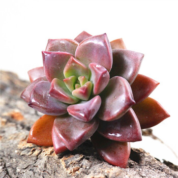 若绿多肉植物室内盆栽绿植花卉组合办公室多肉植物姬胧月 图片价格品牌报价 京东