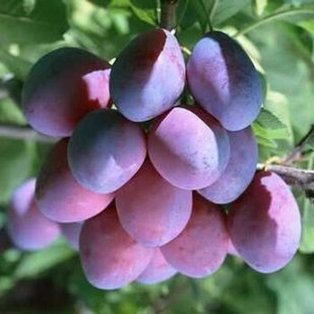 树苗盆栽地栽嫁接脆红李子苗南方北方种植当年结果 红心鸭蛋(4年苗)