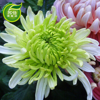 苏兮菊花盆栽千头绿植黄菊大花菊带花苞芳香花卉室内庭院花卉绿植o绿芙蓉 图片价格品牌报价 京东 苏兮菊花盆栽千头绿植黄菊大花菊带花苞芳香花卉室内庭院花卉绿植o绿芙蓉 图片价格品牌报价 京东