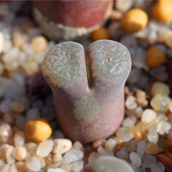 【肉锥——风铃玉】friedrichii witsand se84 15 裸根不带土