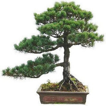 松柏盆景 迎客松盆栽 植物迎客松 盆景 五针松60厘米左右高 含盆