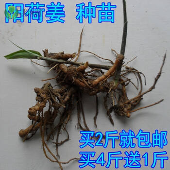 北园湖阳荷姜苗洋荷姜种苗种根阳藿洋火姜新鲜种子500g茗荷4斤送1斤 图片价格品牌报价 京东 北园湖阳荷姜苗洋荷姜种苗种根阳藿洋火姜新鲜种子500g茗荷4斤送1斤 图片价格品牌报价 京东