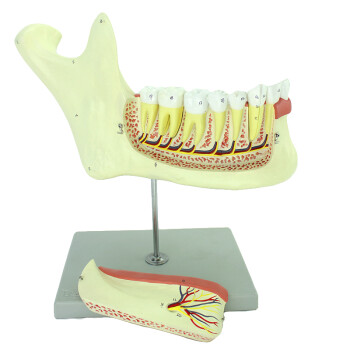 ENOVO颐诺人体下颌骨解剖模型下颚神经牙解剖模型口腔解剖教学演示展示模型标本齿科口腔医生专科