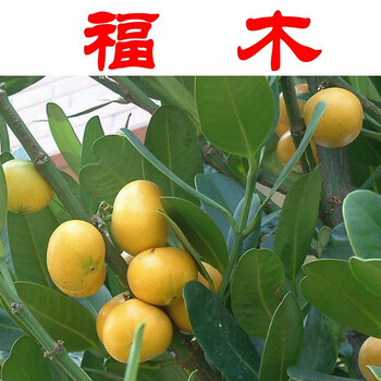 新品福木菲岛福木福树 菲岛福木 楠仔 穗花山竹子 金钱树-网 60-80cm