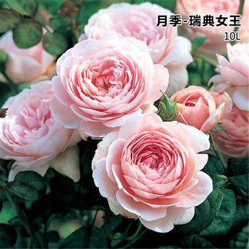 虹越 进口月季花苗10l盆栽大苗瑞典女王奥斯汀月季大花盆栽苗庭院玫瑰蔷薇花卉带盆栽好 图片价格品牌报价 京东