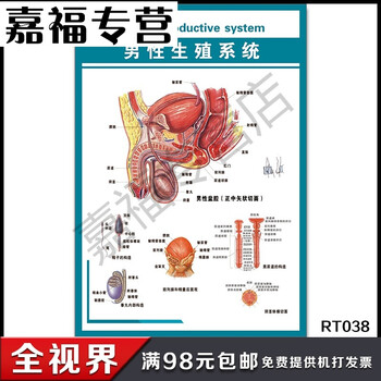 男性生殖系统挂图 男性盆腔正中矢状切面墙贴 医院人体器官解剖图 48