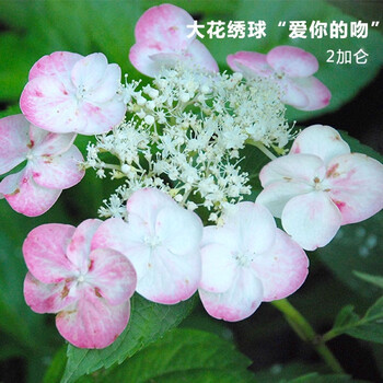 八仙绣球花苗 当年开花幸运花卉 爱你的吻 不含盆_现价18元