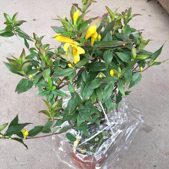 宝莲灯倒挂金钟吊钟花开花盆栽绿植阳台庭院花卉带花苞 法国香水塑料