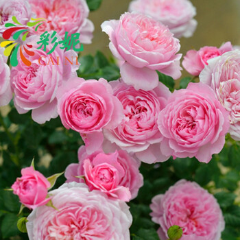 日月金平糖微月玫瑰绿植花卉盆栽多花铃之带盆栽好 图片价格品牌报价 京东