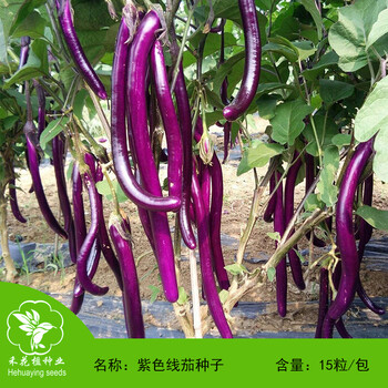 禾花楹蔬菜种子紫色线茄种子紫长茄子种籽细长茄子种子蔬果种孑可庭院阳台盆栽肉质细嫩15粒 包 图片价格品牌报价 京东