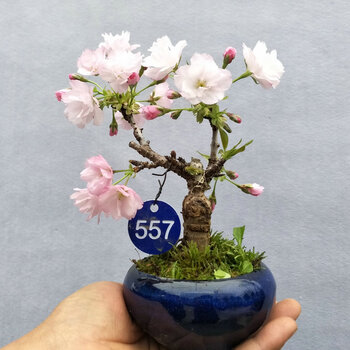 樱花微型日本樱花盆景盆栽矮化树苗盆栽花卉一物一拍 557 带盆栽好