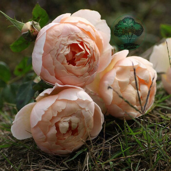 gren【】月季 牧羊女 v16盆栽中苗()