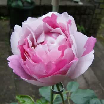 qianiu伊芙经典 月季 伊芙大理石冻糕 扦插苗 包活到手 11公分双色盆