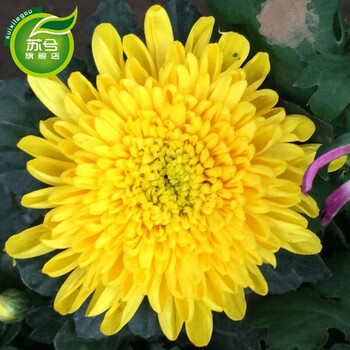 苏兮菊花盆栽千头绿植黄菊大花菊带花苞芳香花卉室内庭院花卉绿植k黄金星 图片价格品牌报价 京东 苏兮菊花盆栽千头绿植黄菊大花菊带花苞芳香花卉室内庭院花卉绿植k黄金星 图片价格品牌报价 京东