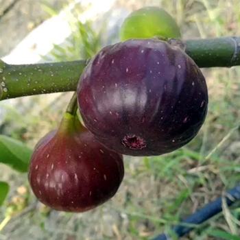 无花果树苗阳台盆栽地栽苗木南方北方种植庭院植物当年结果苗 路易斯