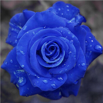 大花 绿植物 盆栽室内外花卉 观花庭院阳台蔷薇月季 爬藤 藤本 蓝妖姬