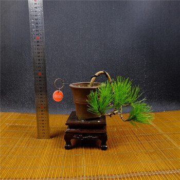 金贝萝农资小品黑松盆景 家居绿植花木盆栽 观赏养护 摆件文玩 9 带