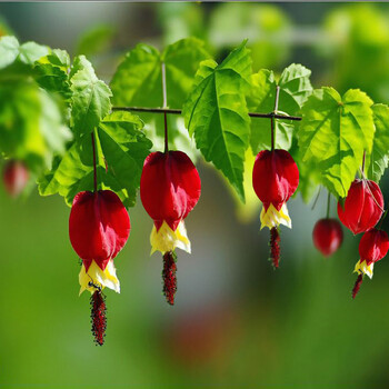 藤本花卉悬风铃花蔓性红灯笼花盆栽藤蔓植物庭院阳台爬藤爬藤花卉大苗一盆带花苞不含盆 图片价格品牌报价 京东