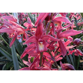 醉花枝 刘阁兰花 顺泰 若绿 徳芳兰业(defanglanye) 沁心园(qinxin