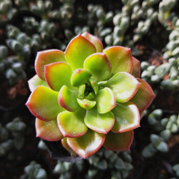 精选22种多肉植物 迷你小超市 翠绿色 帝亚4cm 不含盆