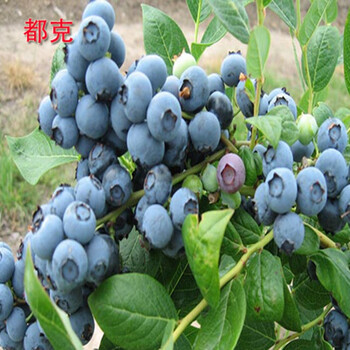 树苗南方北方种植庭院盆栽果树苗蓝莓苗当年结果兔眼原土发货 都克 4