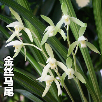 兰花 金丝马尾爪 兰花苗 建兰四季 室内客厅办公室盆栽绿植花卉 1盆8