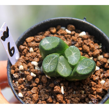 雪葵万象实生一物一拍周正大株十二卷玉露多肉植物栽好 w6 带盆栽好