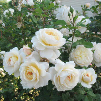 经典奥斯汀白色藤本月季 安宁