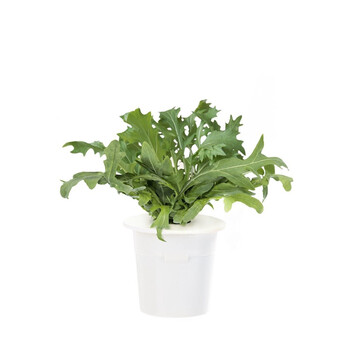 女朋友生日礼物情人节圣诞节纪念日 leaf mustard芥菜-3盒种子 5-9天