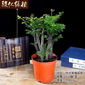 骏化紫檀盆景植内阳台盆小叶檀樹桩室青植物四季常栽花卉绿樹苗紫耐寒特大号紫檀5 6根一盆40厘米高左带盆栽好 图片价格品牌