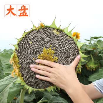 菜友 高产食用向日葵种子大葵花瓜子种子葵花籽油菜籽阳台庭院观赏葵花种子套餐高产食用向日葵1斤 图片价格品牌报价 京东